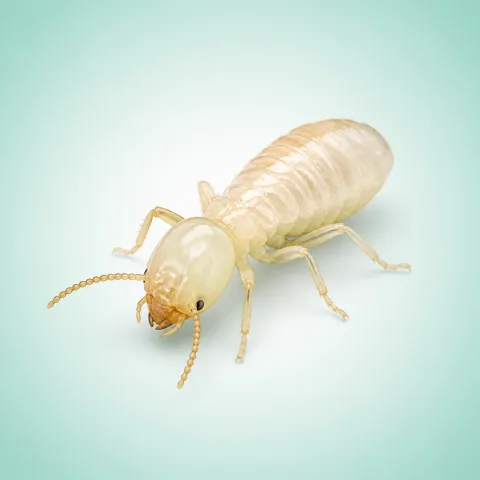 Subterranean termite