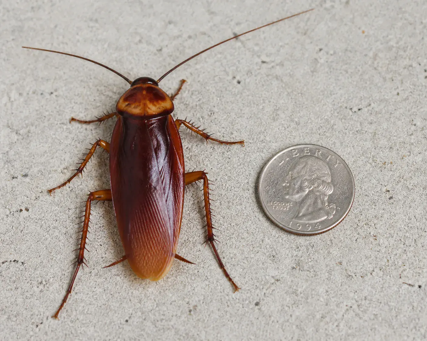 American cockroach next to a quarter on gray concrete, its body nearly twice the width of the coin